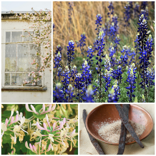 Bluebonnet Scent Profile