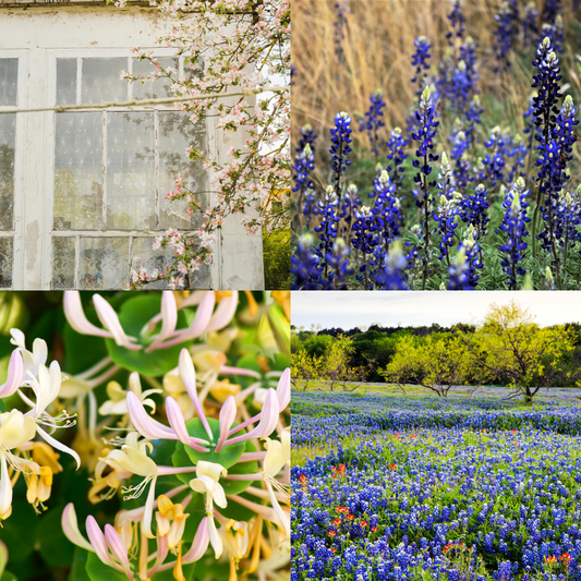Bluebonnet | Luxury Non-Toxic Coconut-Soy Candle