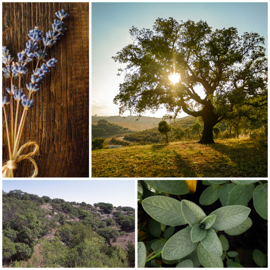 Hill Country Scent Profile