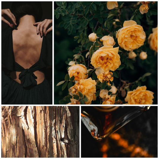 Yellow Rose Scent Profile