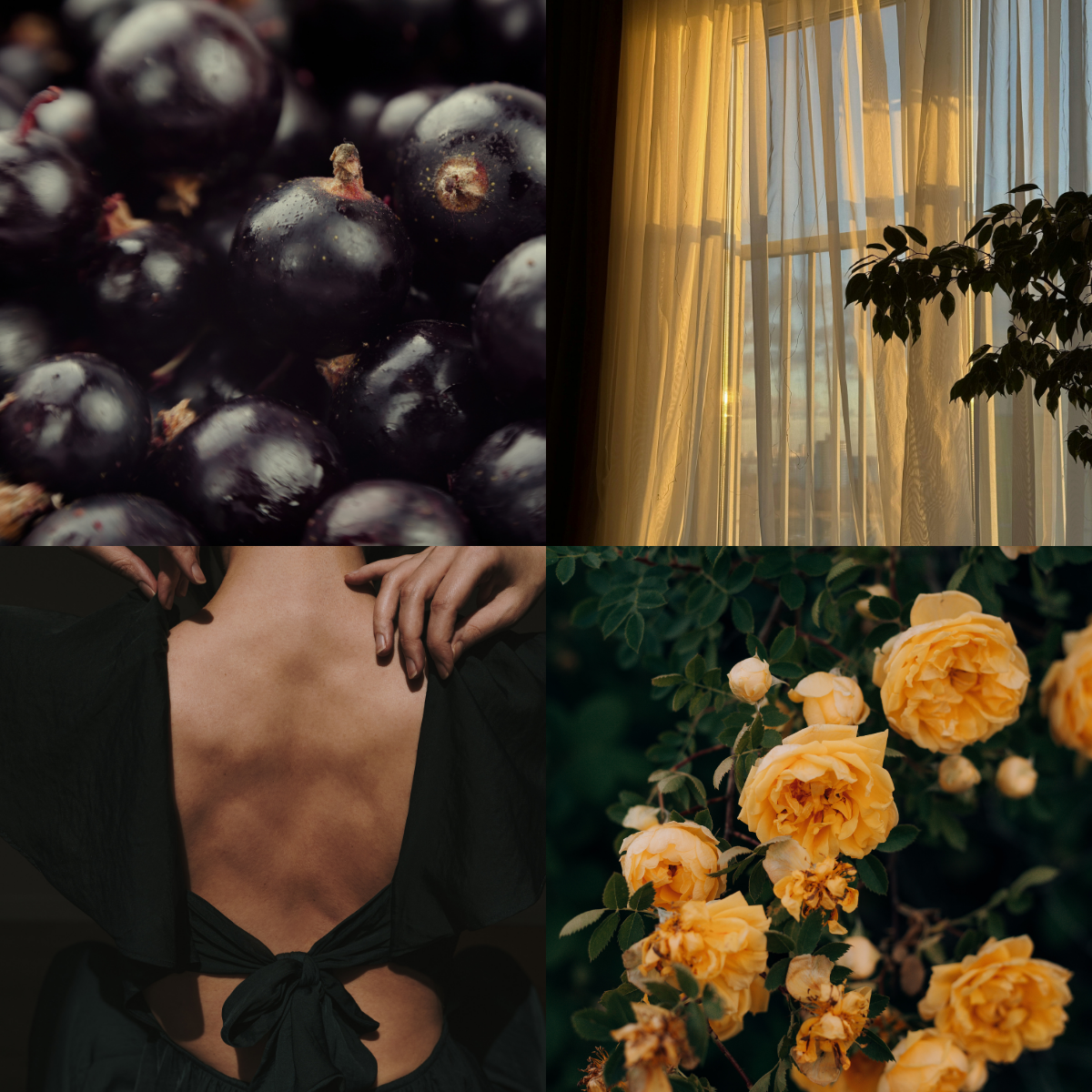 Collage of black currants, a window with curtains, a person in a black dress, and yellow roses.